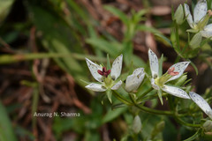 Swertia angustifolia var. pulchella